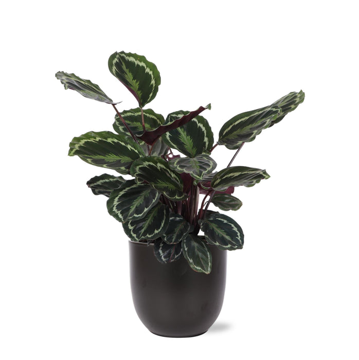 Calathea-Medaljongen Og Dens Potte