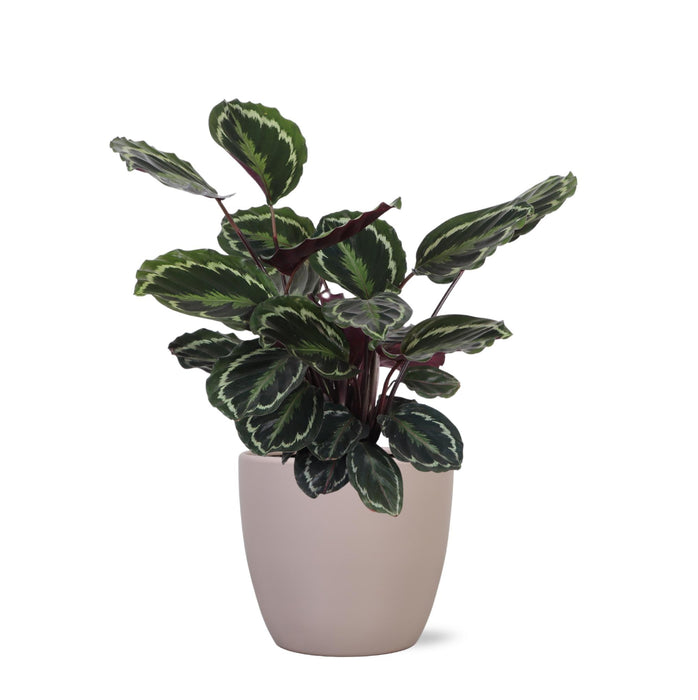 Calathea-Medaljongen Og Dens Potte