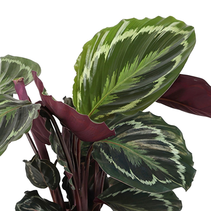 Calathea-Medaljen