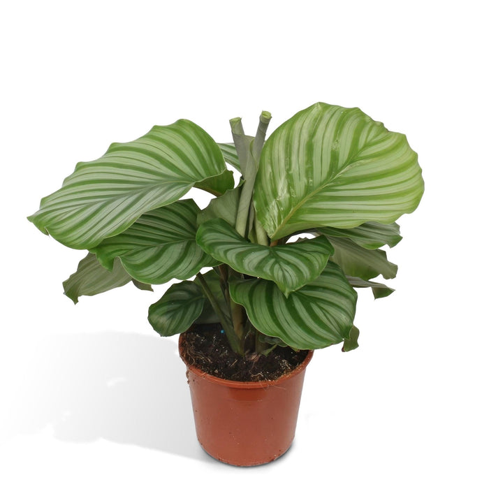 Calathea Orbifolia