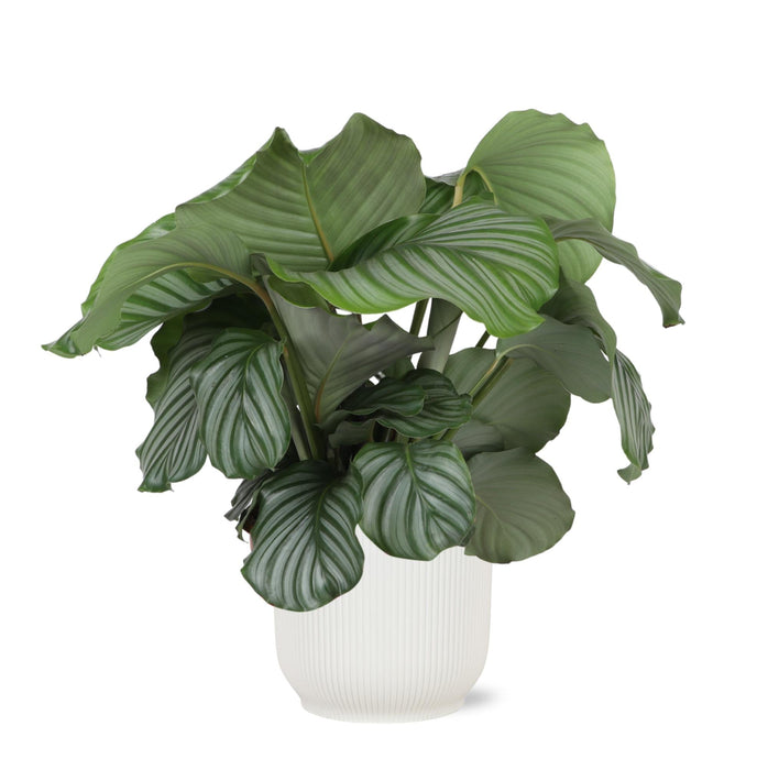 Calathea Orbifolia Og Dens Potte