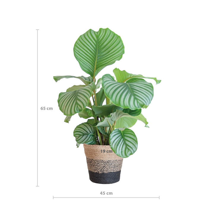 Calathea Orbifolia Og Dens Potte