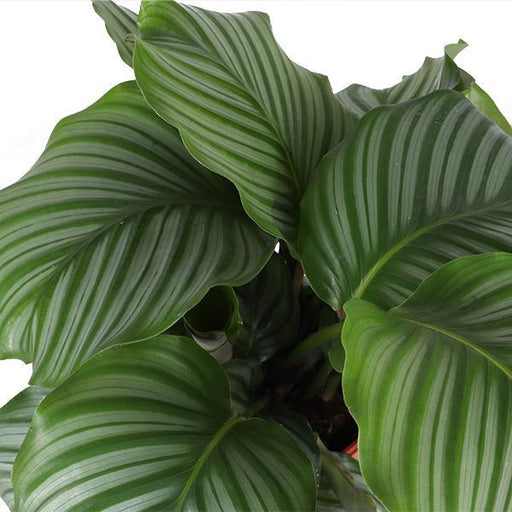 Calathea Orbifolia Og Dens Potte