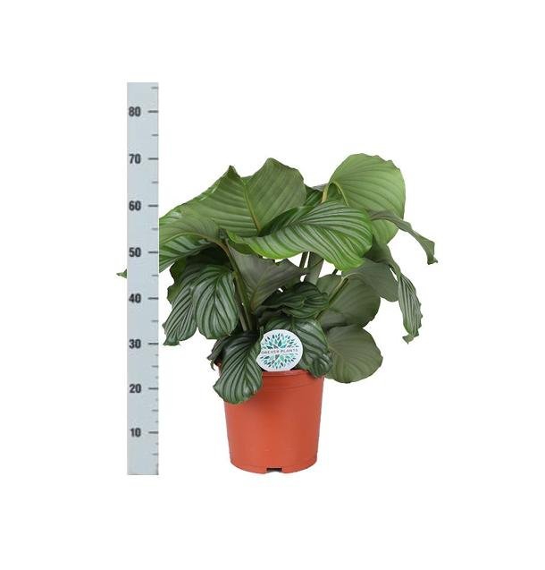 Calathea Orbifolia Og Dens Potte