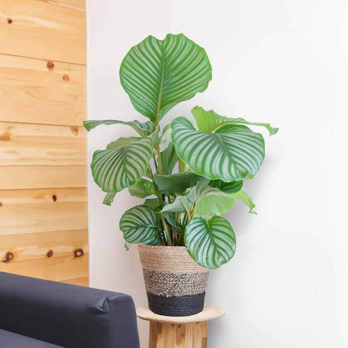 Calathea Orbifolia Og Dens Potte