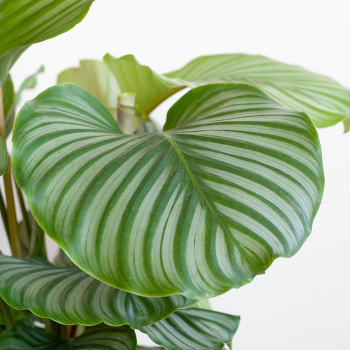 Calathea Orbifolia Og Dens Potte