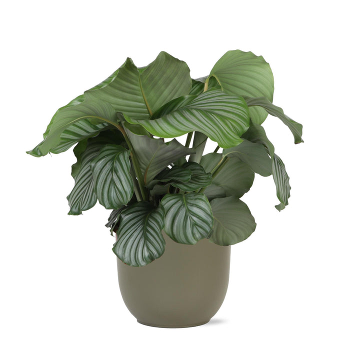 Calathea Orbifolia Og Dens Potte