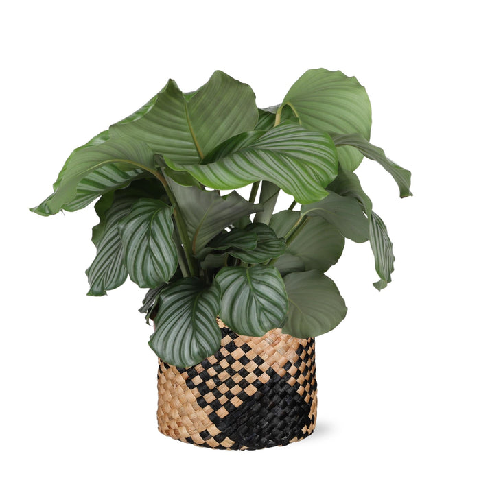 Calathea Orbifolia Og Dens Potte