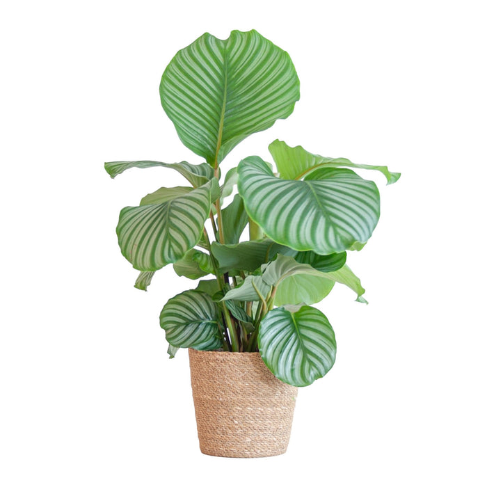 Calathea Orbifolia Og Dens Potte