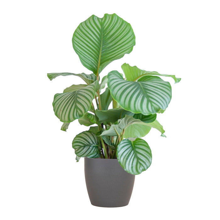 Calathea Orbifolia Og Dens Potte