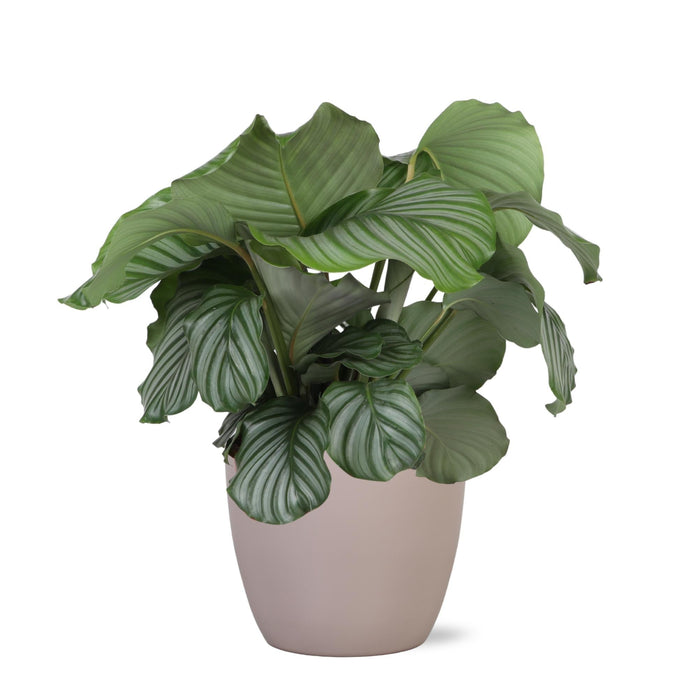 Calathea Orbifolia Og Dens Potte