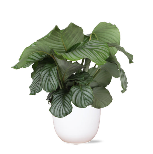 Calathea Orbifolia Og Dens Potte