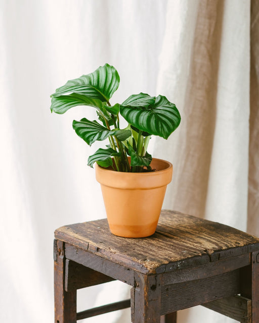 Calathea Orbifolia