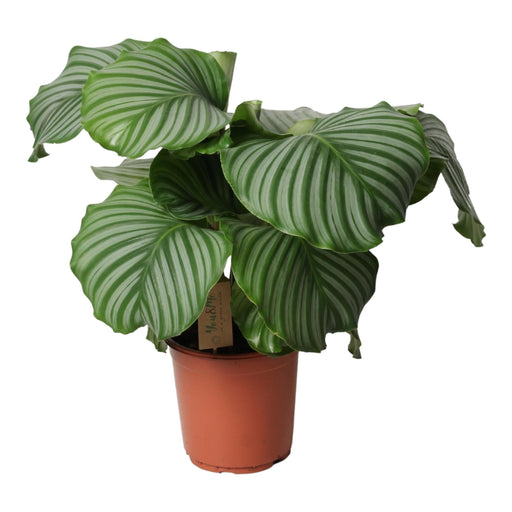 Calathea Orbifolia