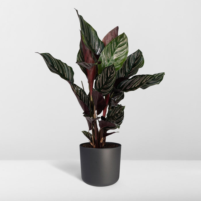 Calathea Ornata