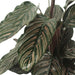 Calathea Ornata - Sett Med 2