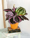 Calathea Roseopicta Dottie