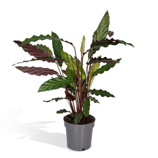 Calathea Rufibarba