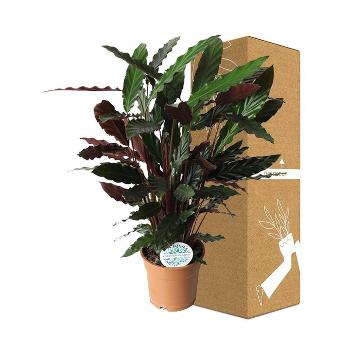 Calathea Rufibarba