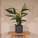 Calathea Rufibarba