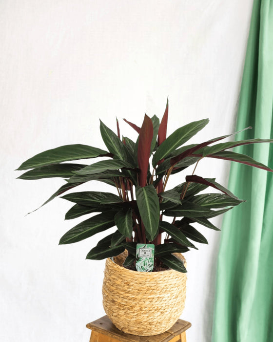 Calathea Stripestar