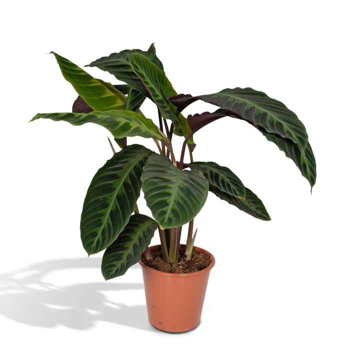 Calathea Warscewiczii H70Cm