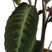 Calathea Warscewiczii H70Cm