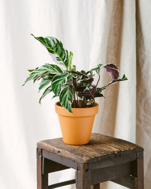 Calathea White Fusion