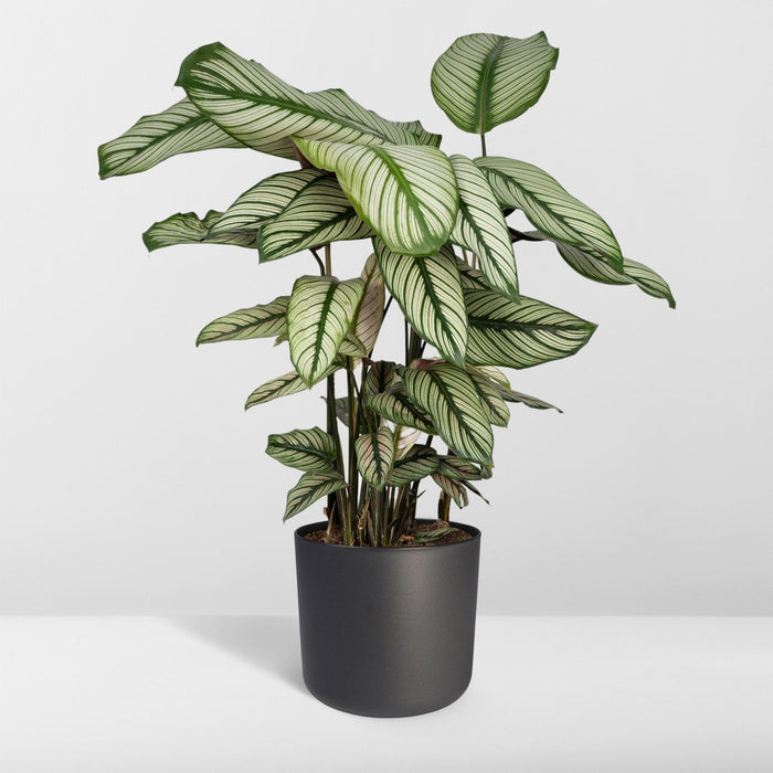 Calathea Whitestar