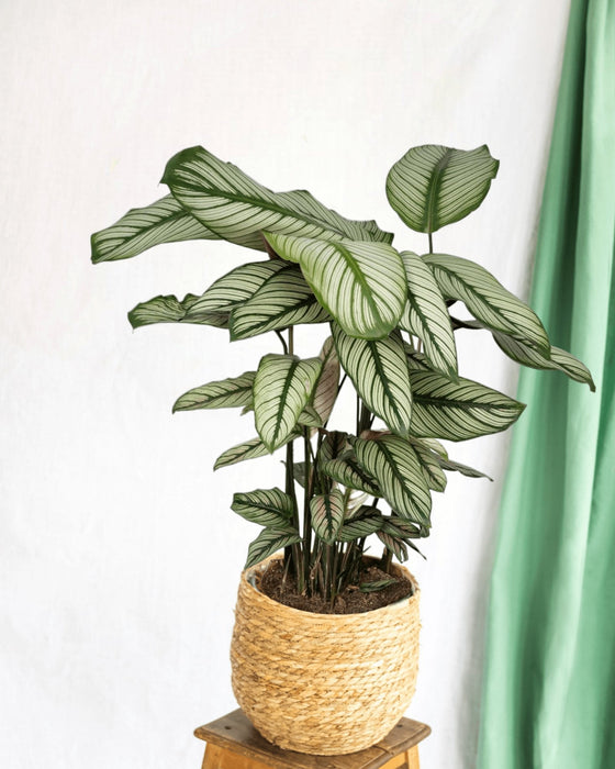 Calathea Whitestar