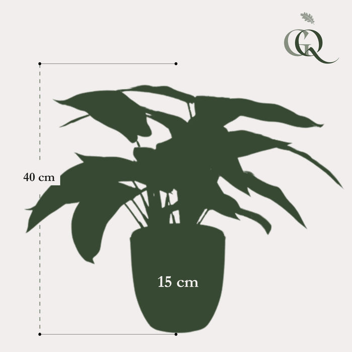 Calathea Zebrina Kunstig Plante - H38Cm, Ø15Cm