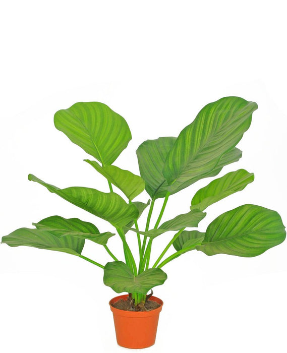 Calathea Orbifolia - Kunstig Grønn Plante