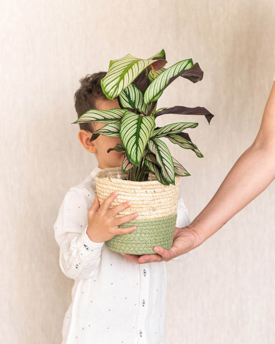 Calathea White Star