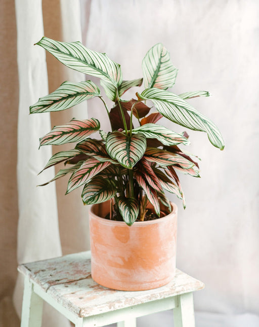 Calathea White Star