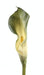 Kunstig Calla Lily 90 Cm Verdi Dekorativ