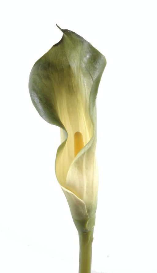 Kunstig Calla Lily 90 Cm Verdi Dekorativ