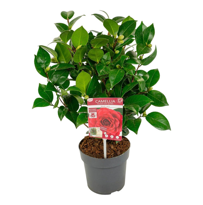 Camellia Japonica Svart Blonder