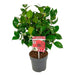 Camellia Japonica Svart Blonder