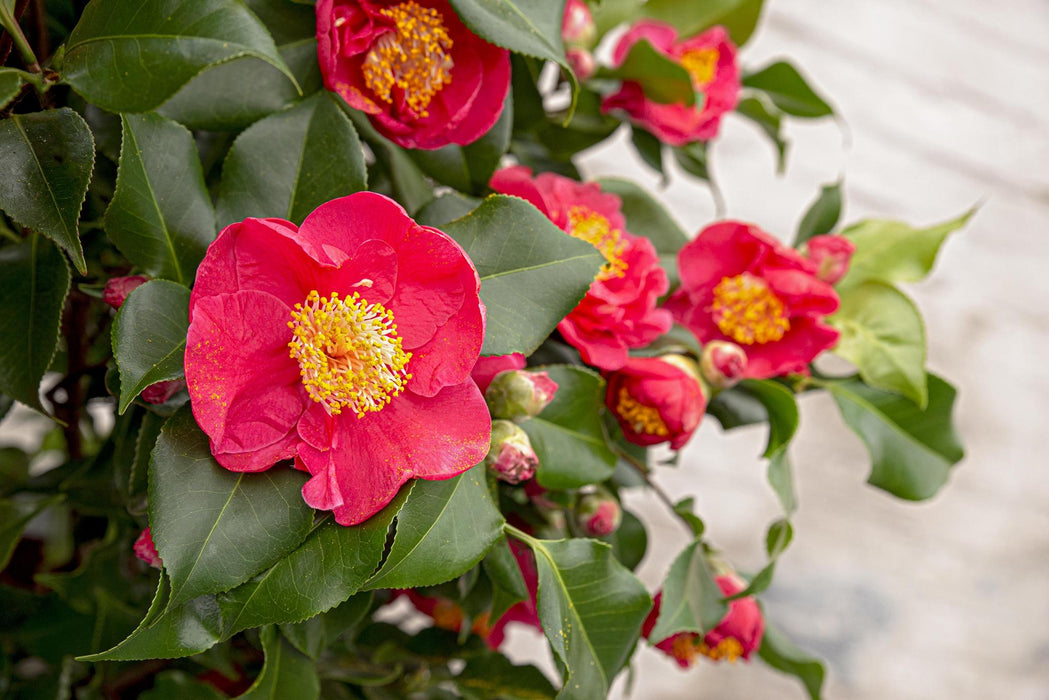 Camellia Japanica 'Dr. King' - ↨90Cm - Ø29Cm