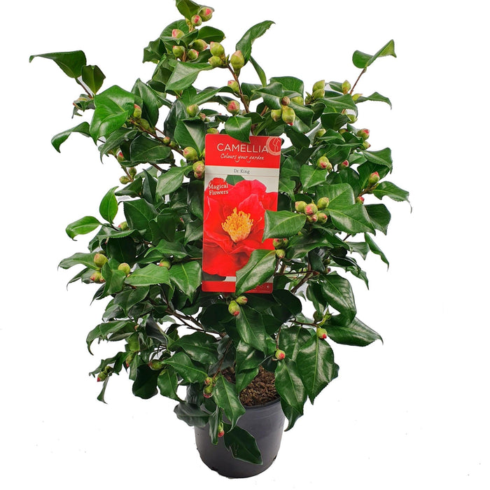 Camellia Japanica 'Dr. King' - ↨90Cm - Ø29Cm