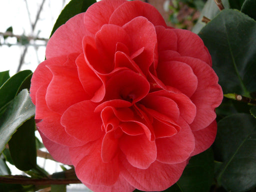 Camellia Japonica 'Lady Campbell' - ↨90Cm - Ø29Cm