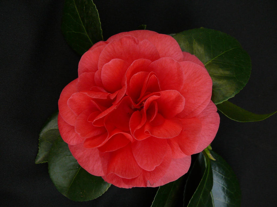 Camellia Japonica 'Lady Campbell' - ↨90Cm - Ø29Cm