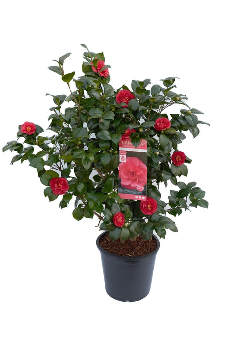 Camellia Japonica 'Lady Campbell' - ↨90Cm - Ø29Cm