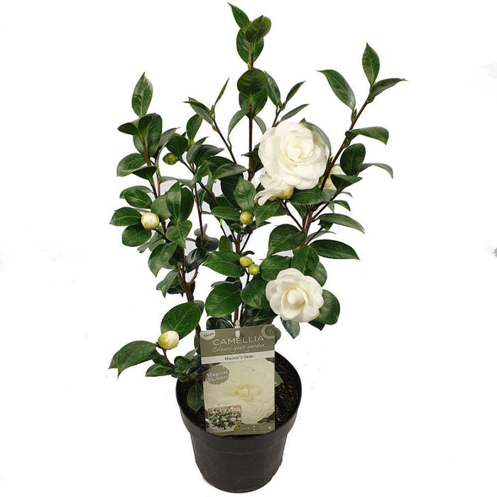 Camellia Japonica 'Nuccio'S Gem' - ↨65Cm - Ø19Cm