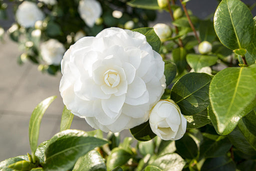 Camellia Japonica 'Nuccio'S Gem' - ↨65Cm - Ø19Cm