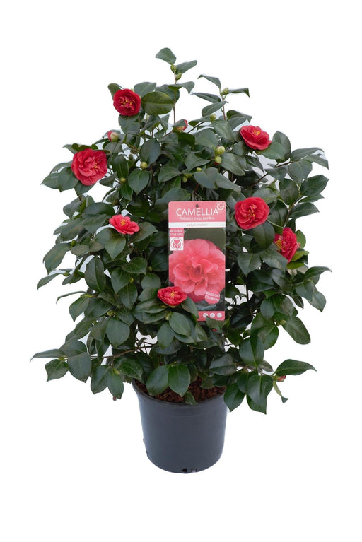 Camellia Japanica. 'Lady Campbell' - ↨55Cm - Ø26Cm