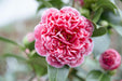 Camellia Japanica. 'Volunteer'® - ↨20Cm - Ø13Cm - Blomstrende Utendørsplante