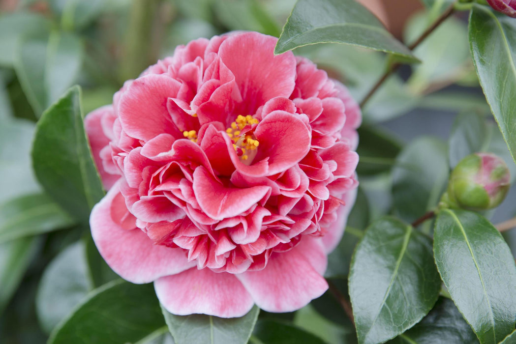 Camellia Japanica. 'Volunteer'® - ↨20Cm - Ø13Cm - Blomstrende Utendørsplante