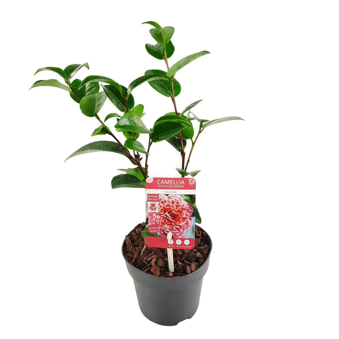 Camellia Japanica. 'Volunteer'® - ↨20Cm - Ø13Cm - Blomstrende Utendørsplante