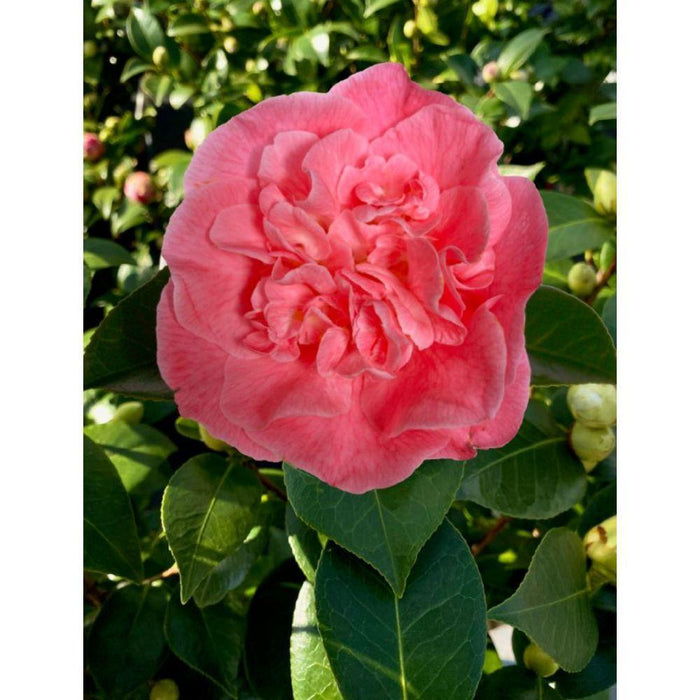 Camellia 'Mary Williams' - ↨70Cm - Ø24Cm - Blomstrende Utendørsplante